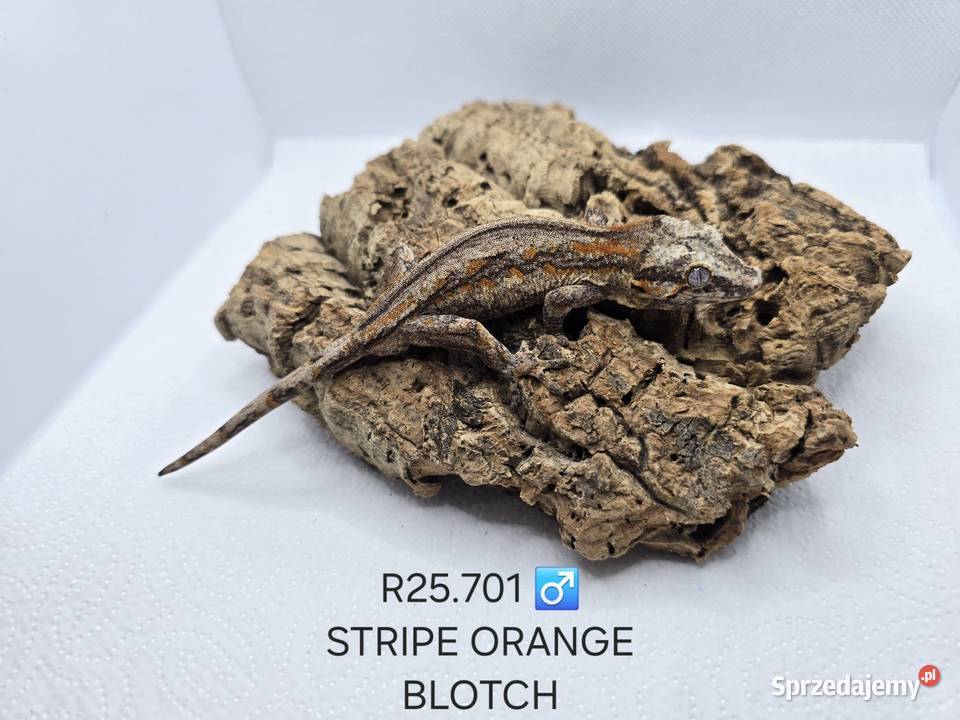 Gekony gargulcowe Gady i płazy Zawiercie sprzedam