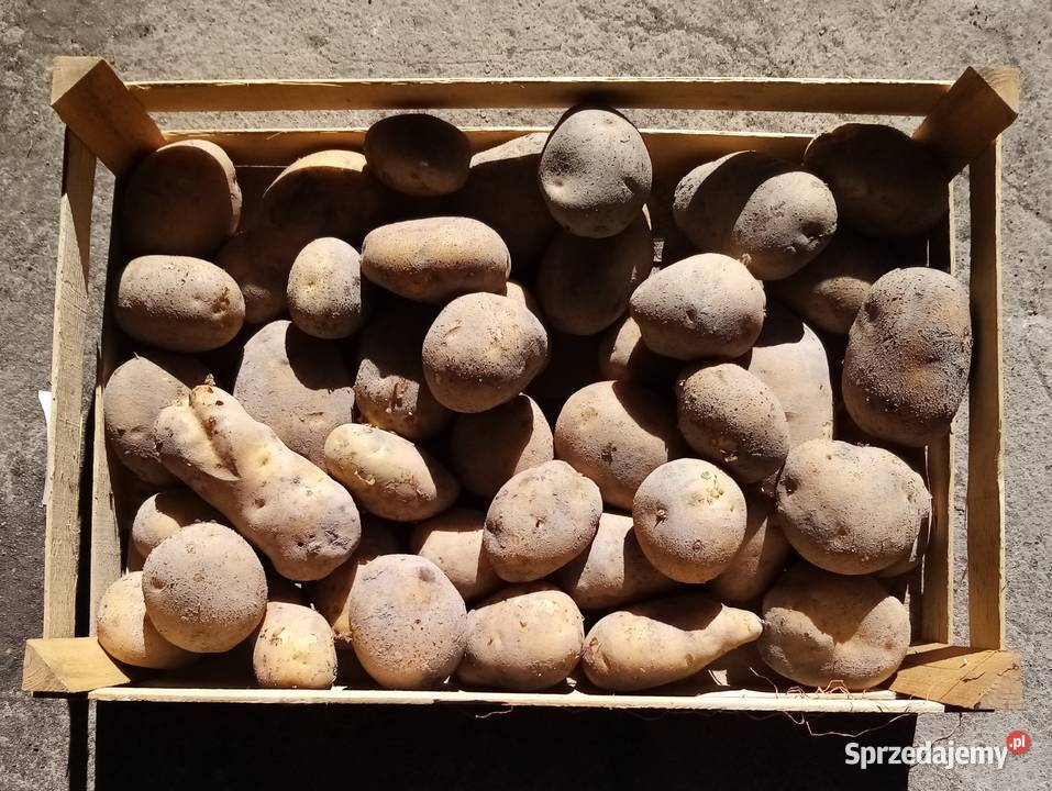 Ziemniaki jadalne Jurek