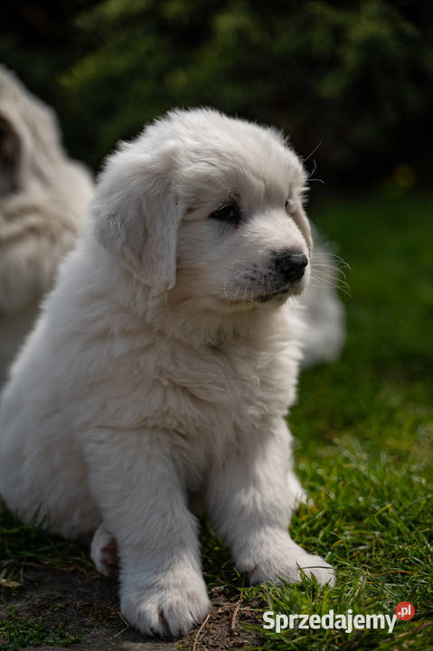 Sprzedam szczeniaczki rasy Polski Owczarek Ostrów