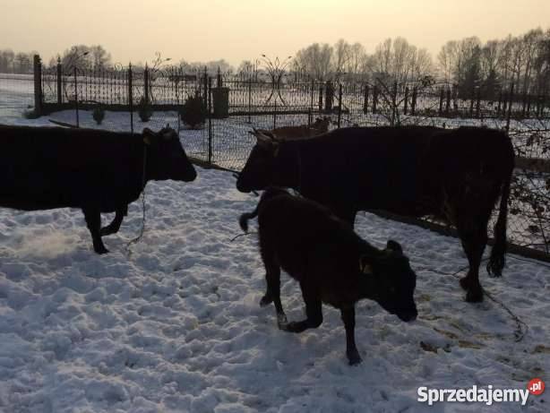 Bydło rasy Dexter krowa jałówka Brzezówka