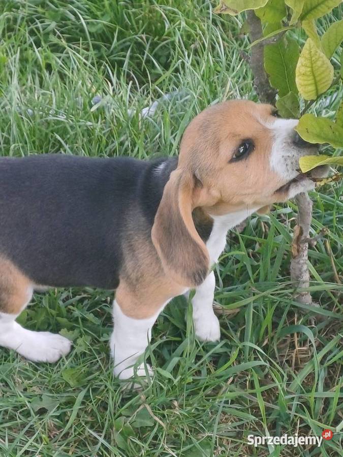 Beagle szczeniaki Piotrków Trybunalski