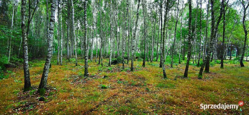 Działka rekreacyjno budowlana 50m Czyżeminek