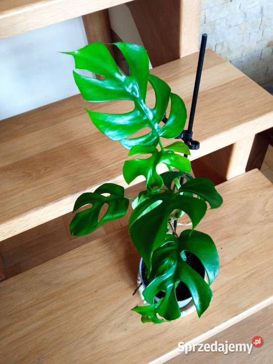 Pokręcona pięknotka i innePaprotka niedostępna