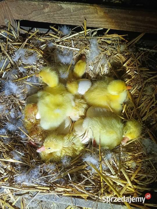 Jaja lęgowe Gęsi białej Skołyszyn