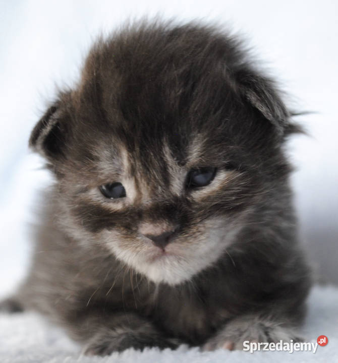 Kociaczki maine coon z prawdziwym rodowodem Brzezia Łąka sprzedam