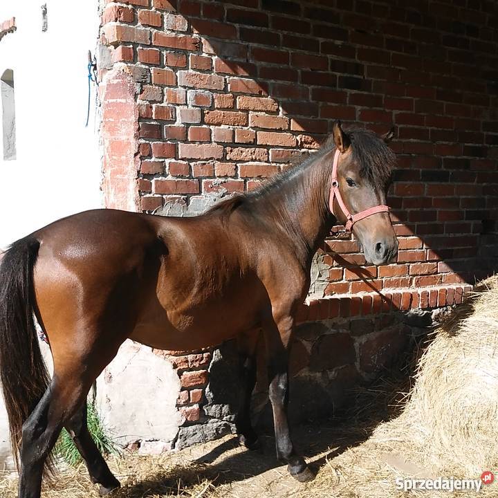 hucuł wałach Wołów