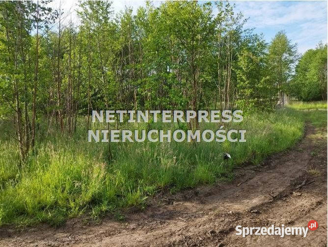 sprzedaży działki 11377m2 Radziejowice Sprzedaż sprzedam