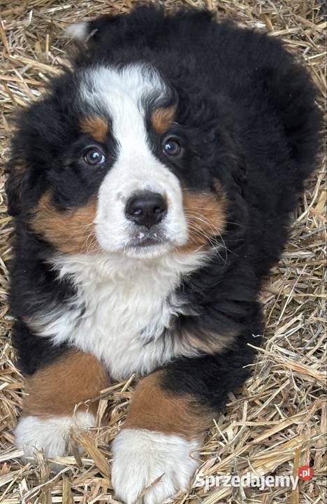 Berneński pies pasterski suczka Otałęż sprzedam