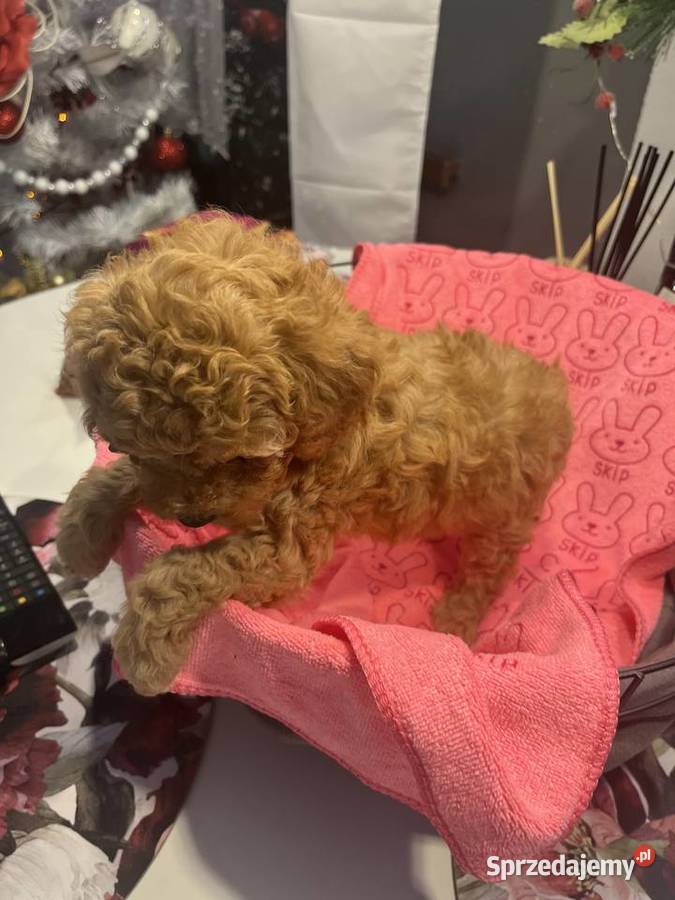 Pudel miniatura samiec Milicz