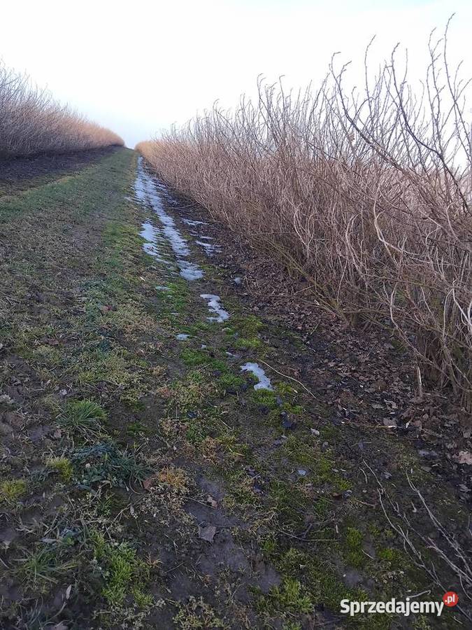 Podcinacz podkaszarka do porzeczek agrestu Kraśnik