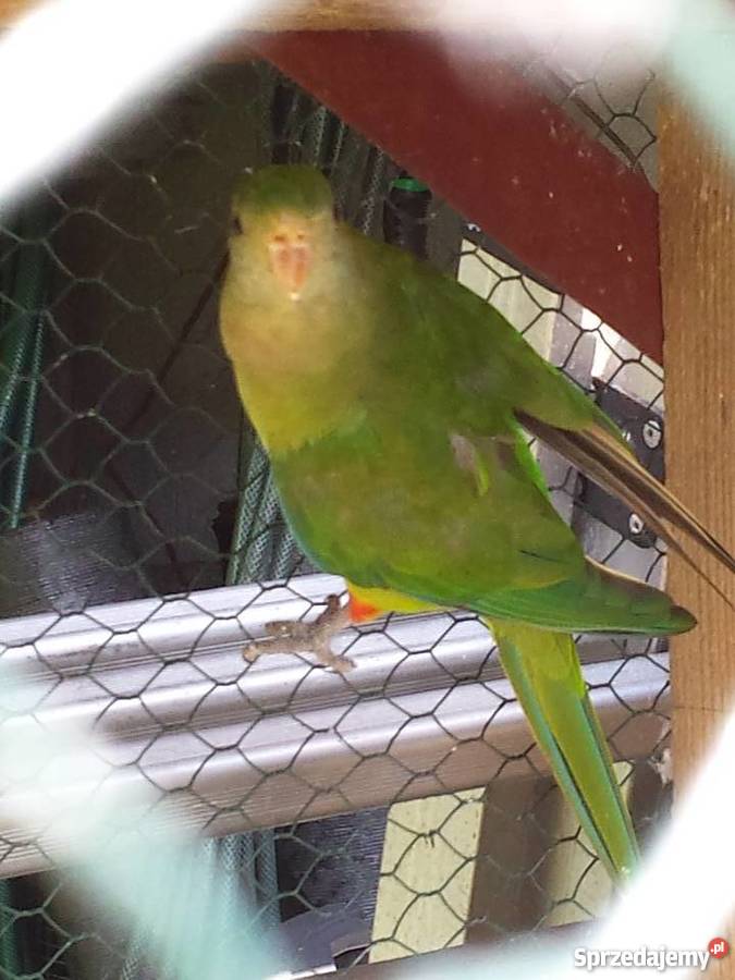 Papugi Barabandy śląskie Mysłowice