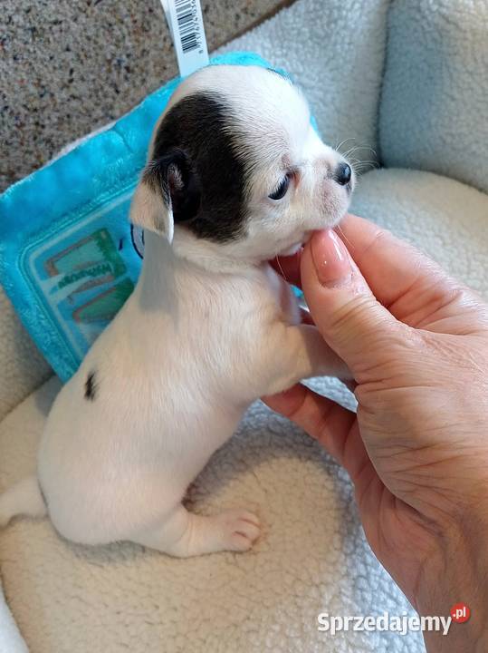Biała Zjawiskowa Dziewczynka Chihuahua Zgierz