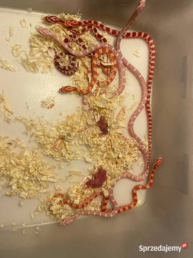 wąż zbożowy odmiany colorystyczne 2025 Gliwice