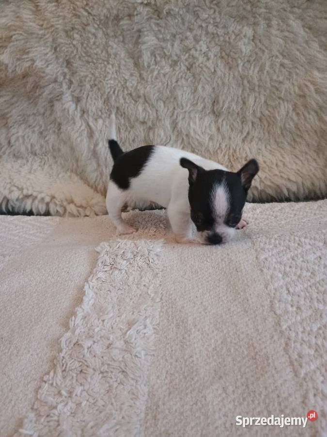 Chihuahua chłopiec DOLAR łódzkie Kleszczów
