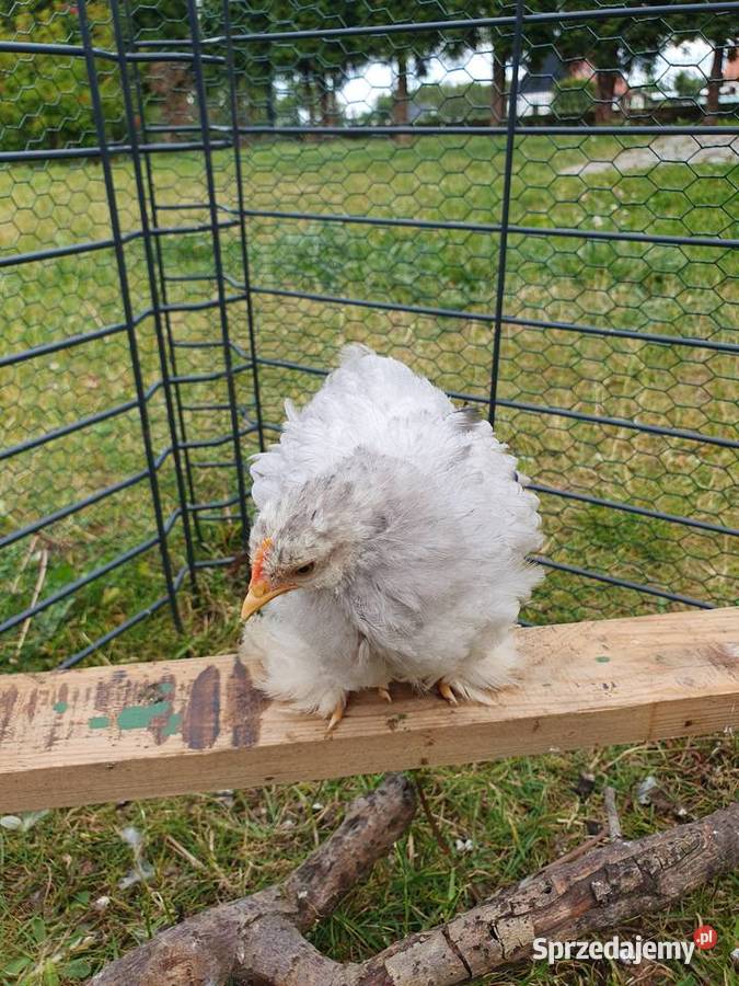 Kury ozdobne Silki Czubatki Ełk
