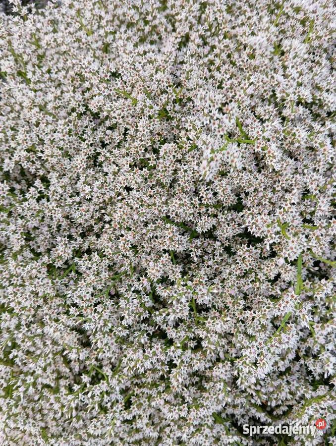 statica zatrwian tatarski 2025 lubelskie sprzedam