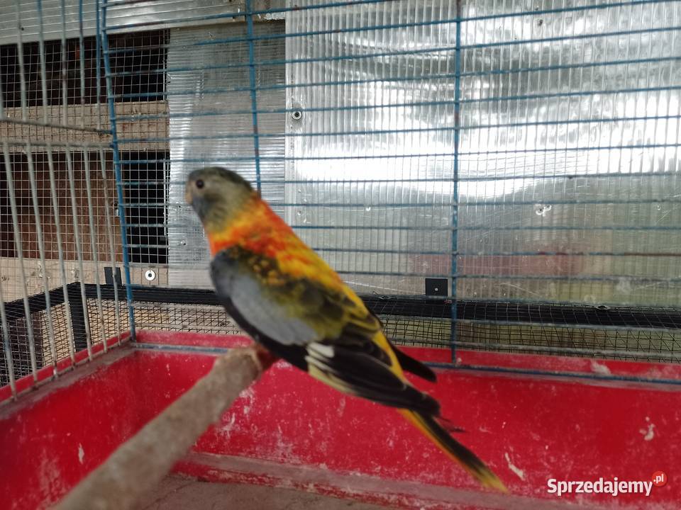 Papugi Łąkowki Wspaniałe Bochnia sprzedam