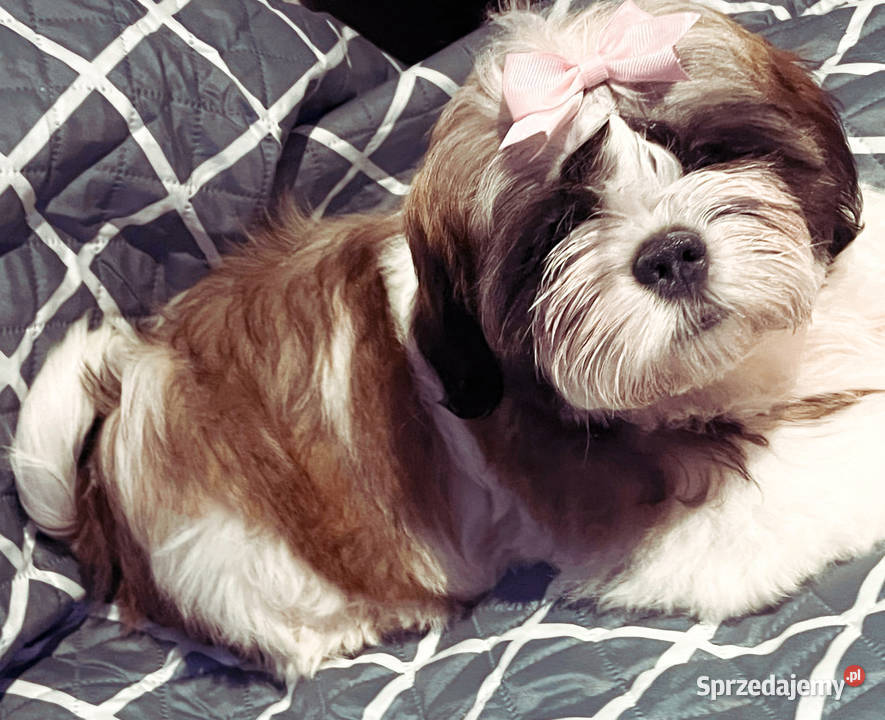 Shih TZU FCI ZKwP