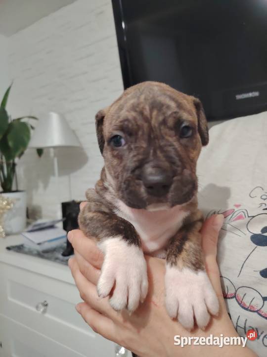 Piękne amstaff Zwierzęta Dzierżoniów