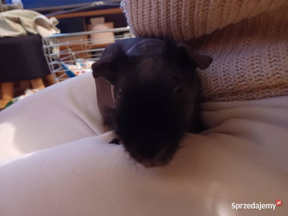 Świnka Skinny Korsze