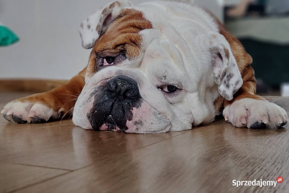 Buldog Angielski REPRODUKTOR krycie championem kujawsko-pomorskie Bydgoszcz