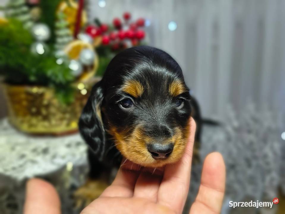 Jamniczek długowłosy