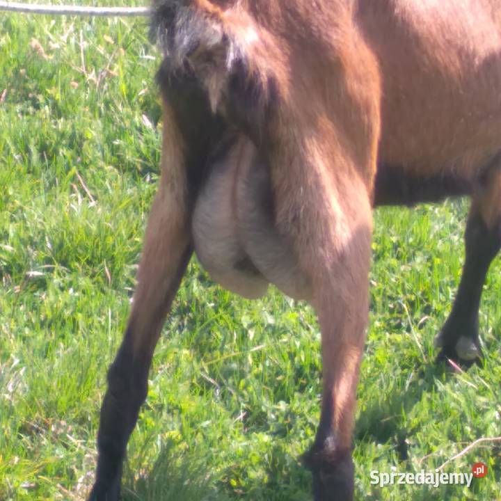 koza alpejska drugim ukotem Biszcza