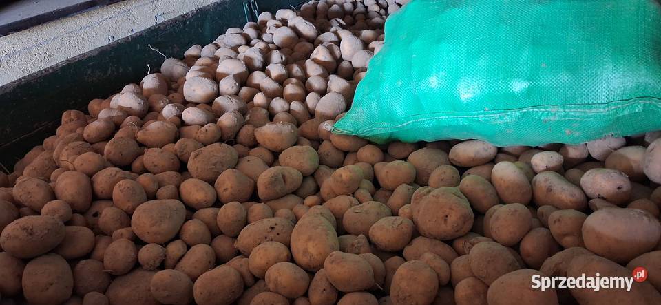 Ziemnaki Soraja Frysztak