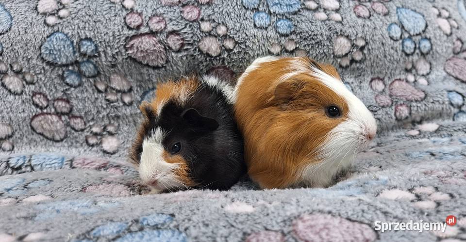 Świnki morskie samiczki cavia domowa mazowieckie