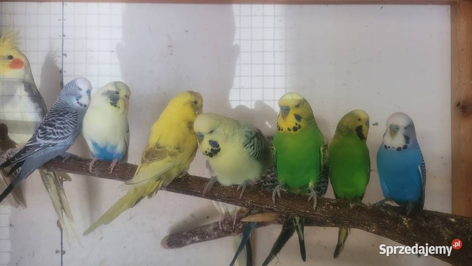 Papugi faliste Wieliczka