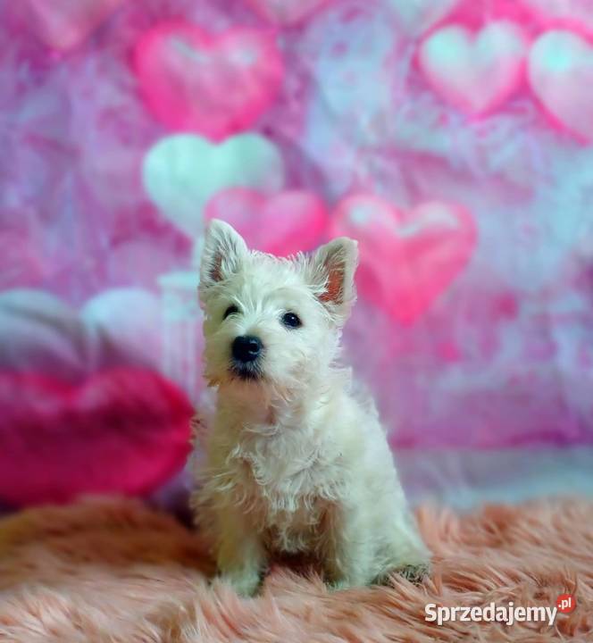 West Highland White Terrier pomorskie sprzedam