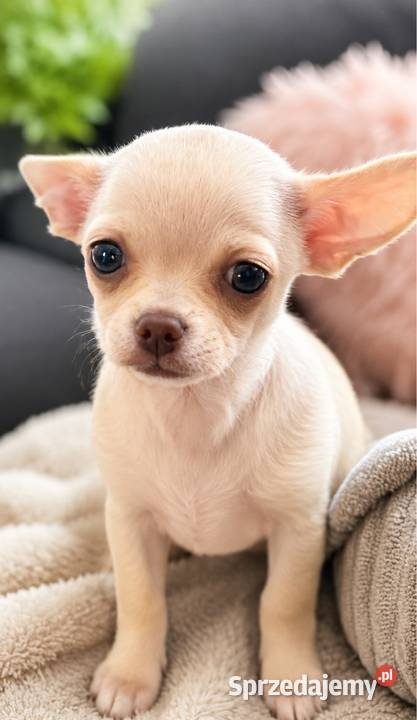 Dziewczynka krótkowłosa Chihuahua Lenka Piotrków Trybunalski sprzedam