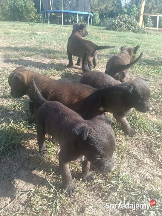 Owczarek belgijski malinois Jedlicze
