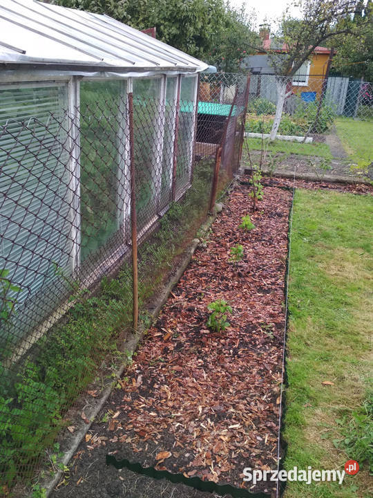 Działka ROD SUCHARSKIEGO Wejherowo 429m2 DOMEK szambo