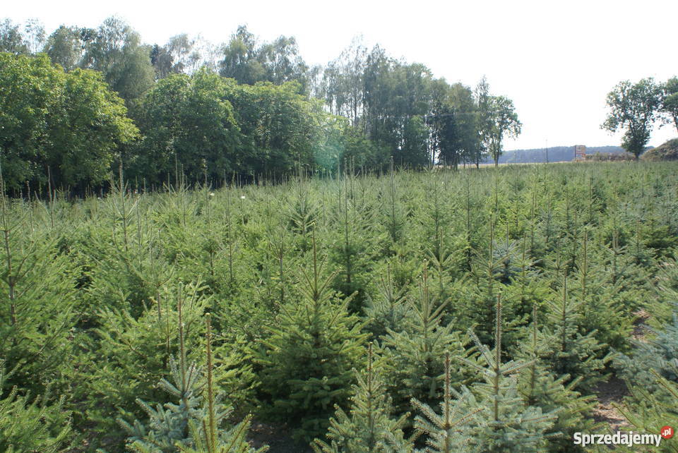 Choinki Świąteczne HURTDETAL mazowieckie