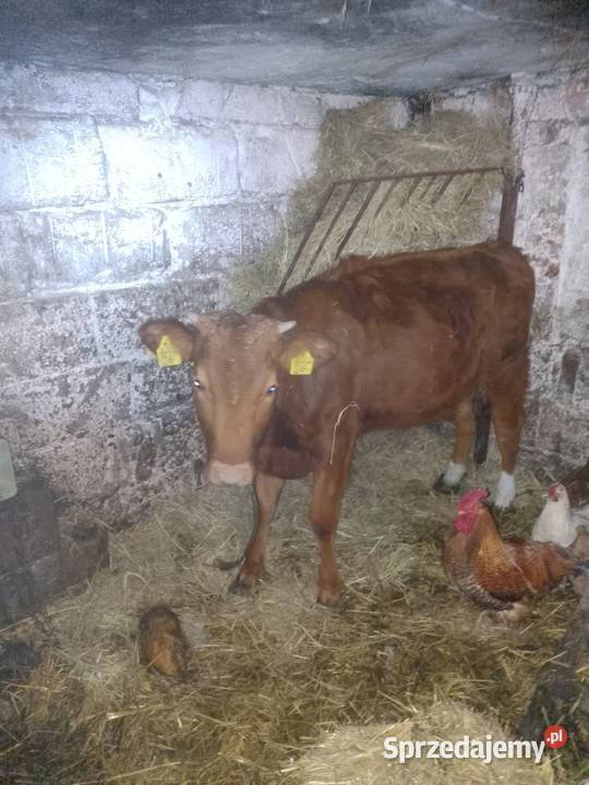 Sprzedam jałówkę do dalszego chowu Miechów