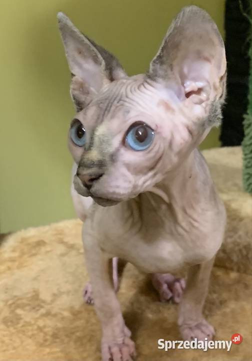 Sfinks Kanadyjski Do odbioru dziewczynka Leszno