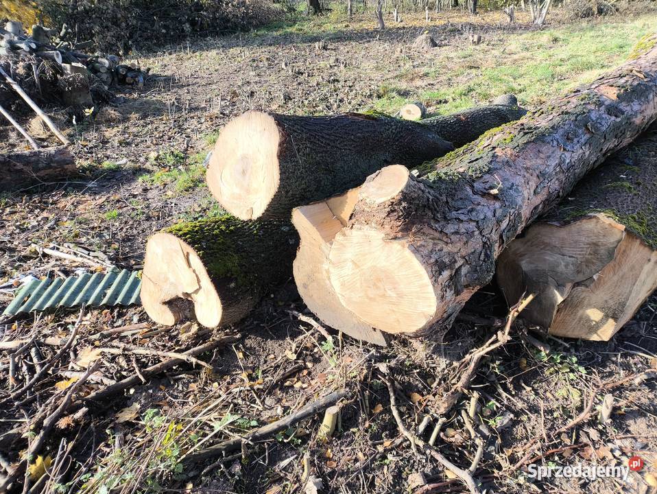 Sprzedam jesion klon w kłodach Rolnictwo świętokrzyskie Kielce