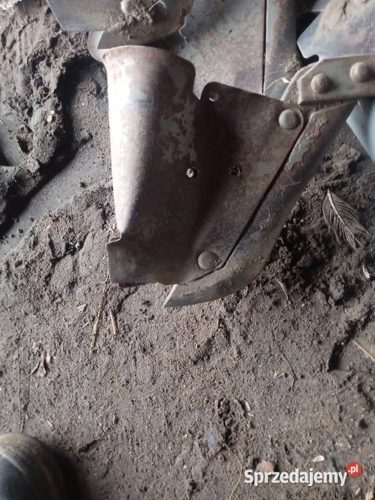 Redlica redlice siewnik siewnika poznaniak Łanięta