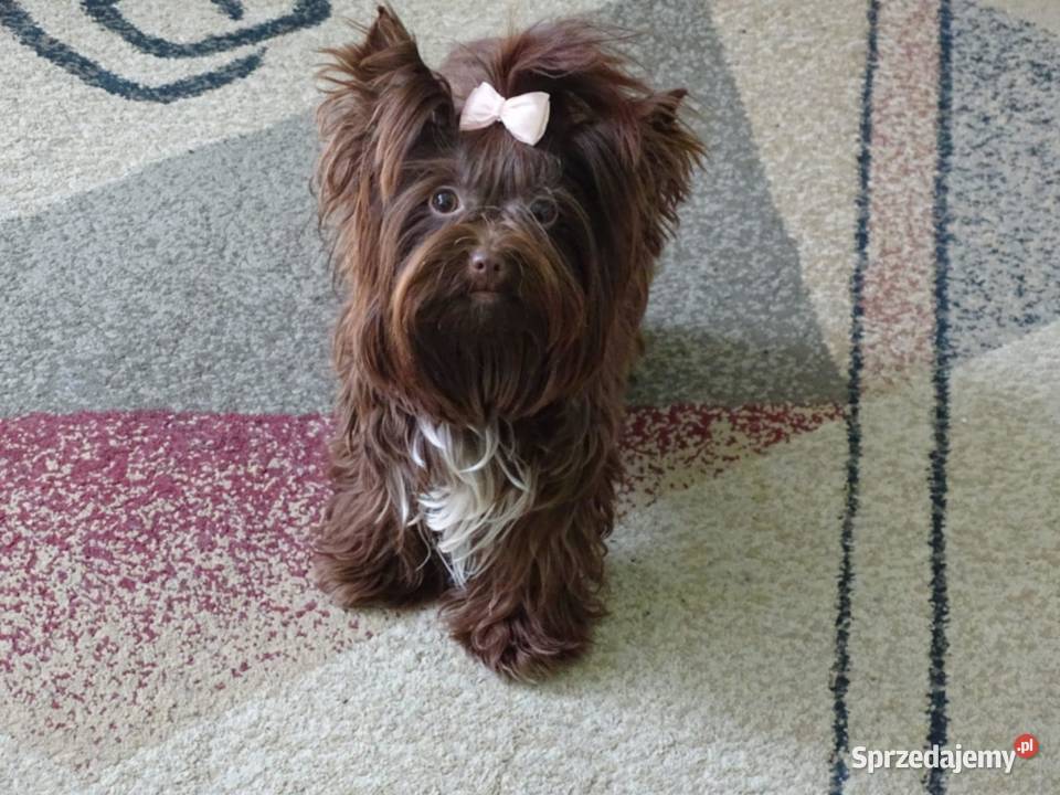 Szczeniak Yorkshire Terrier Gotowy do odbioru Zwoleń sprzedam
