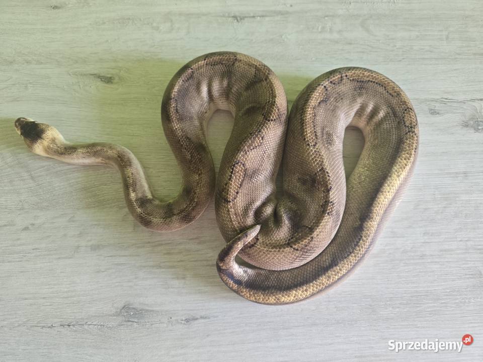 Wąż pyton królewski python regius samica dorosła Wrocław