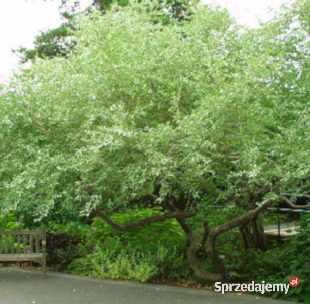 OLIWNIK BALDASZKOWY Eleagnus umbellata NASIONA Lubanie sprzedam