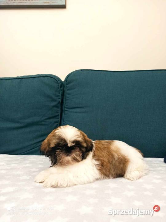 Śliczny piesek rasy shih tzu Monte Przeczyca