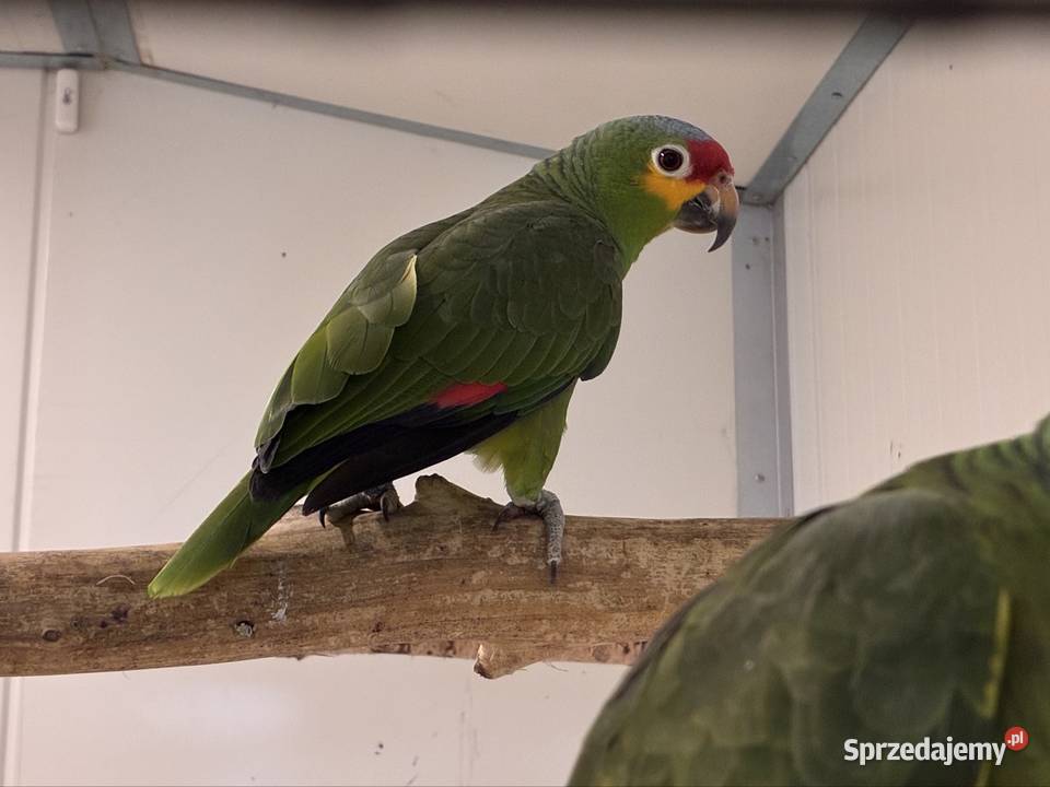 Amazonka żółtolica samiec 2023r DNA wielkopolskie Koło