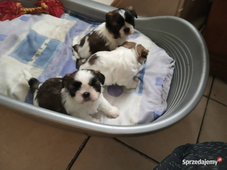 Sprzedam pieski shihtzu Dobrzany