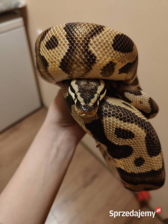 Samiec pyton leopard pastel het clown python