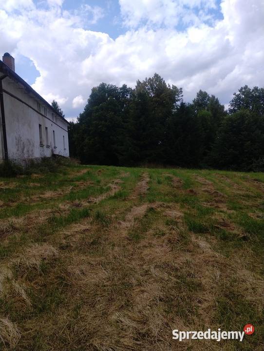 Sprzedam działkę budowlaną z domem i lasem Szalejów Dolny