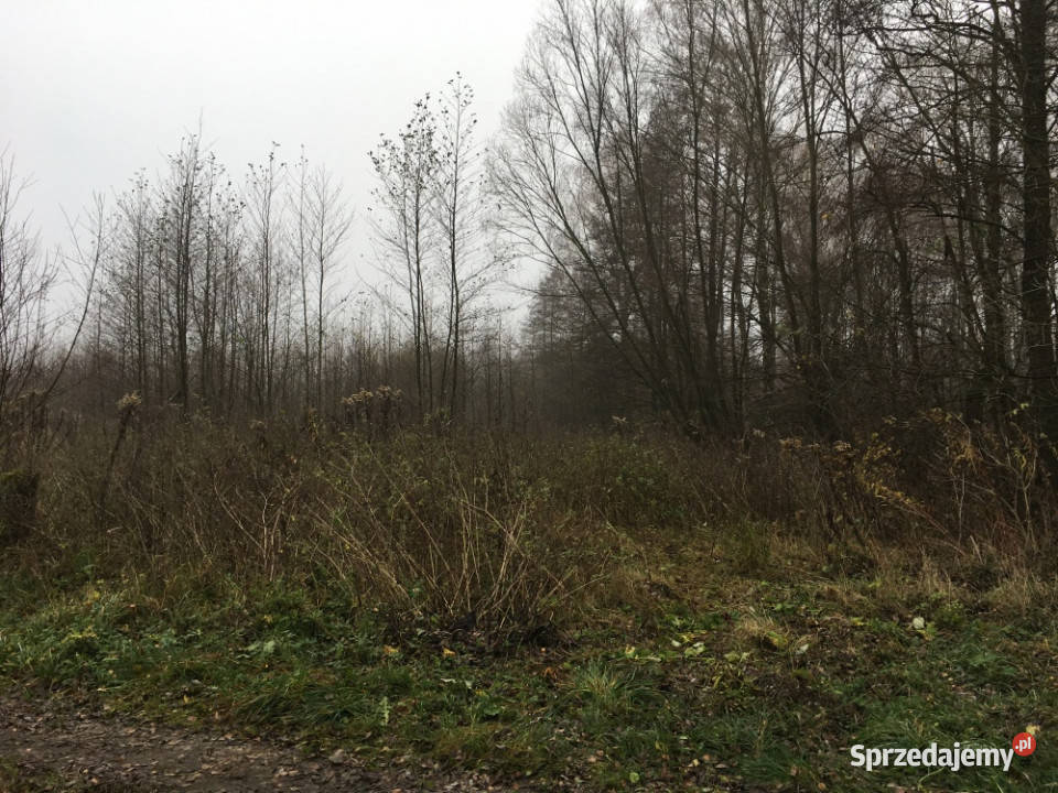 Działki budowlane 1ha 213ha rolnych z prawem do Choiny