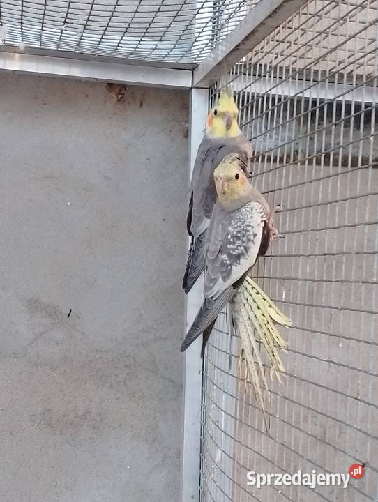 Papugi świergotki Dubin sprzedam