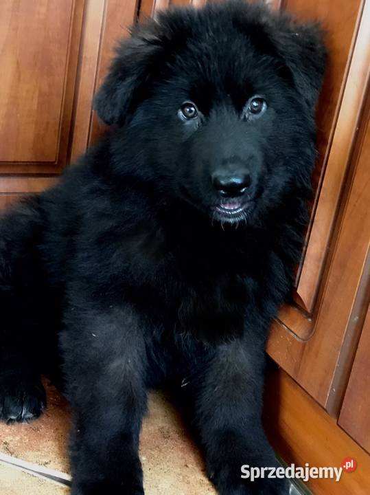 Owczarek niemiecki długowłosy potężne szczeniaki Klimontów